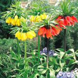 Fritillaria imperialis Mix