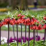 Fritillaria imperialis Rubra