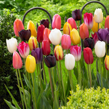 Single Late Tulips Mix (10/11cm Bulbs) Single Late Tulips Mix (10/11cm Bulbs)