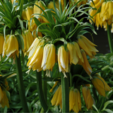 Fritillaria imperialis Lutea