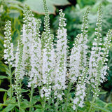 Veronica spicata 'Icicle'
