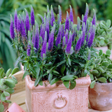 Veronica spicata 'Blue Charm'