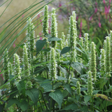 Agastache foeniculum 'Alabaster'