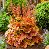 Heuchera 'Eternal Flame'