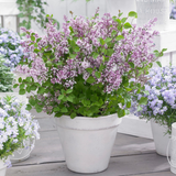 Syringa Flowerfesta Purple