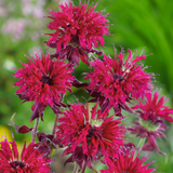 Monarda 'Kardinal'
