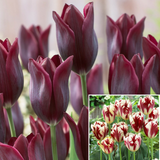 Tulip Havran & Grand Perfection Collection x20