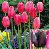 Triumph Tulip Collection x20