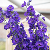 Delphinium 'Dark Blue Dark Bee'