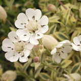 Silene uniflora 'Druett's Variegated'