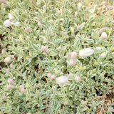 Silene uniflora 'Druett's Variegated'