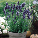 Lavender Hidcote