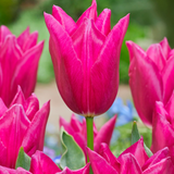 Tulip Lilyrosa