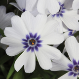 Phlox subulata 'Bavaria'