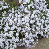 Phlox subulata 'Bavaria'