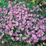 Phlox subulata 'Purple Beauty'