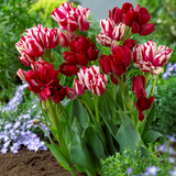 Tulip Fiery Club Tulip Fiery Club
