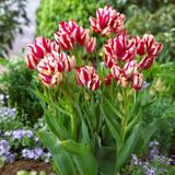 Tulip Flaming Club