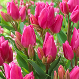 Tulip Happy Family Tulip Happy Family