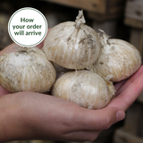 6 Giant Allium Collection 18+
6 Giant Allium Collection 18+