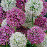 6 Giant Allium Collection 18+
6 Giant Allium Collection 18+