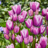 Tulip Purple Elegance Tulip Purple Elegance