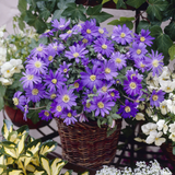 Anemone Blanda Atrocoerulea Blue 4/5cm