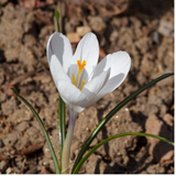 Crocus Chrysanthus Cream Beauty 5/6cm
