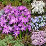 200 Chionodoxa Luciliae Collection 200 Chionodoxa Luciliae Collection