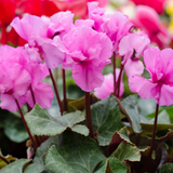 Cyclamen Hederifolium 20/25cm