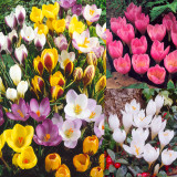 75 Autumn Flowered Crocus Collection
75 Autumn Flowered Crocus Collection