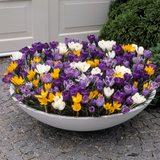 Crocus Large Flower Mix 9cm+ Crocus Large Flower Mix 9cm+