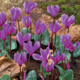 Cyclamen Cilicium 13/15cm