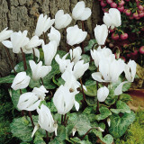 Cyclamen hederifolium Album 10/12cm