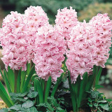 Hyacinth Fondant 14-15cm Hyacinth Fondant 14-15cm