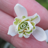 Galanthus Double 4-5cm