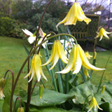 Erythronium Pagoda