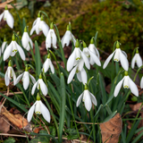 Galanthus S. Arnott
