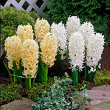 Hyacinth Gypsy Princess 17/18cm