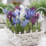 Iris Reticulata Mixed 5cm+ Iris Reticulata Mixed 5cm+