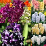30 Top Size Hyacinths 17-18cm