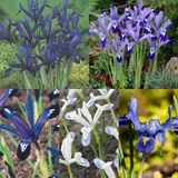 75 Iris Spring Flowering Collection 75 Iris Spring Flowering Collection