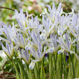 Iris reticulata Painted Lady Iris reticulata Painted Lady