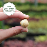 Muscari aucheri Blue Magic 7/8cm