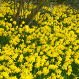 Narcissus Cyclamineus Tete a Tete 12-14cm Narcissus Cyclamineus Tete a Tete 12-14cm