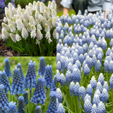 75 Muscari Magic Collection
75 Muscari Magic Collection