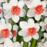 Narcissus 'Charming Lady' Narcissus 'Charming Lady'