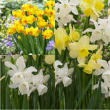 35 Narcissi Triandrus Collection 35 Narcissi Triandrus Collection