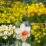 55 Narcissus Cyclamineus Collection