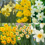 60 Jonquilla Narcissus Collection
60 Jonquilla Narcissus Collection